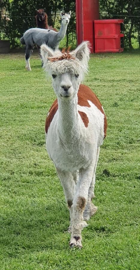 Marshland Alpacas Glamping Camping