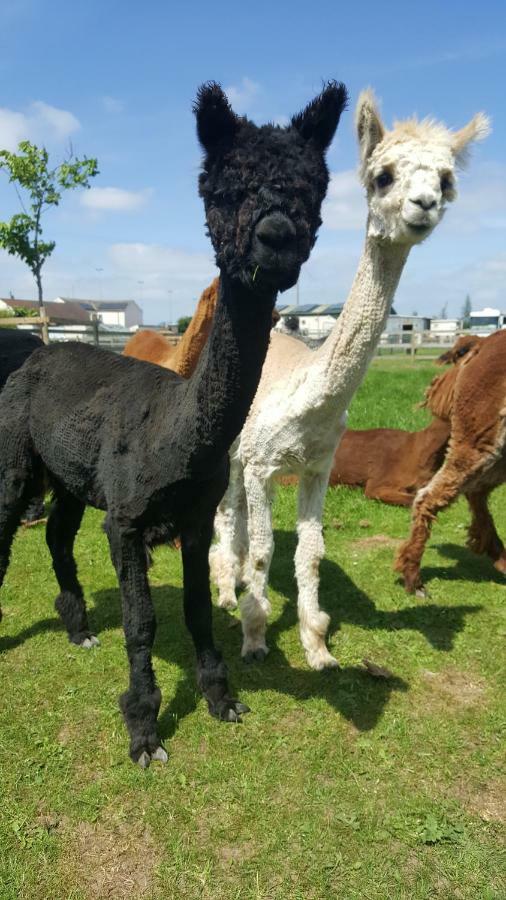 Marshland Alpacas Glamping